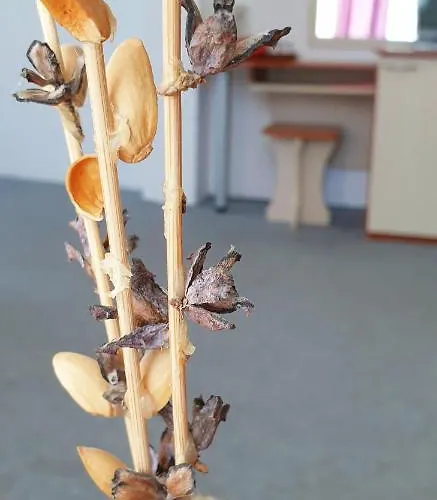 майстор костадин - 1878 בית הארחה אובזור