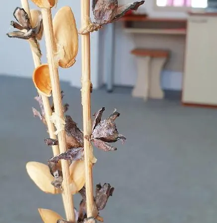 майстор костадин - 1878 Гостевой дом Обзор